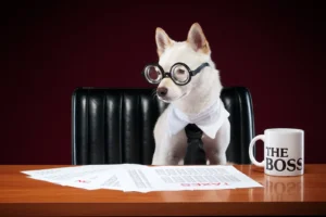 bigstock-smart-business-dog-doing-taxes-30241004 (1)